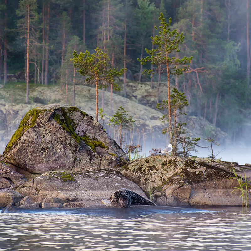 saimaa ringed seal camouflages